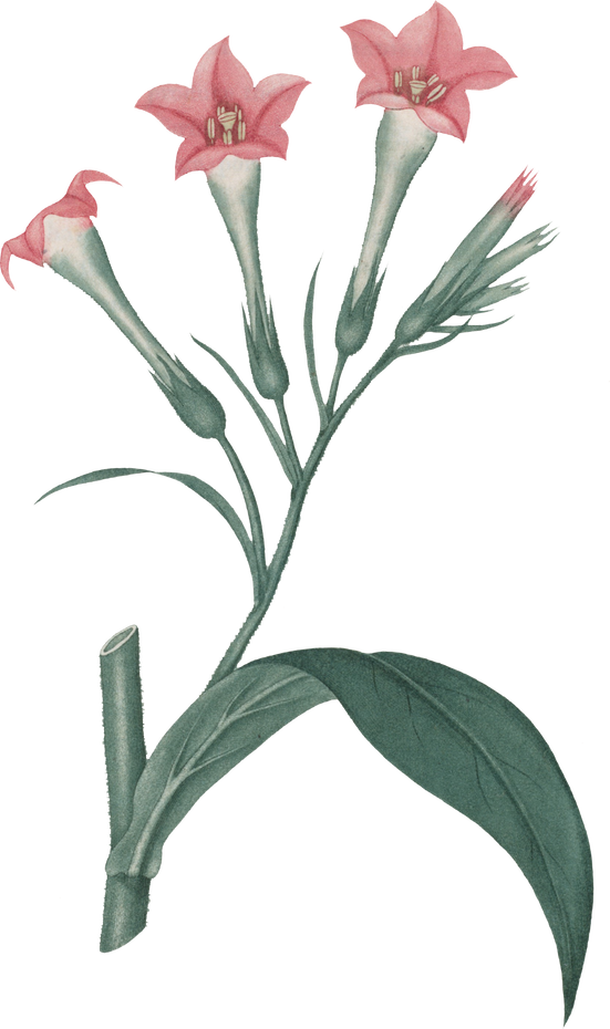 Floral Plant Illustration